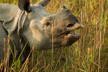 rhino